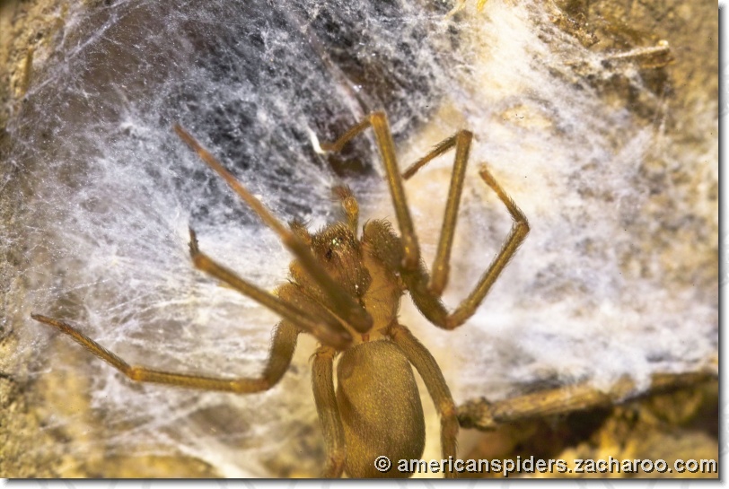 You have reached the last slide