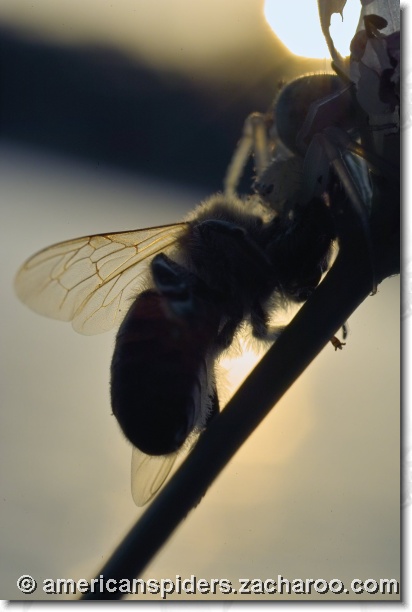 You have reached the last slide