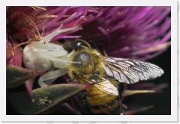 IMG06645 * 2268 x 1512 * (677KB)