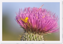 IMG06850 * 2268 x 1512 * (433KB)