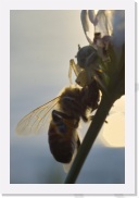 IMG06945 * 1512 x 2268 * (241KB)