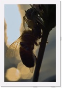 IMG06949 * 1512 x 2268 * (209KB)