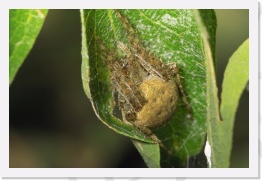 IMG08265 * 2268 x 1512 * (639KB)