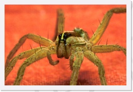 IMG07042 * 2268 x 1512 * (906KB)