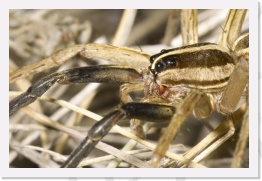 IMG08602 * 2268 x 1512 * (540KB)